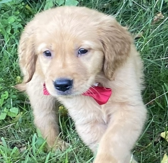 comprar cachorros sanos, baratos y asequibles para la venta